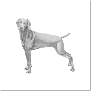 Weimaraner Posters and Art